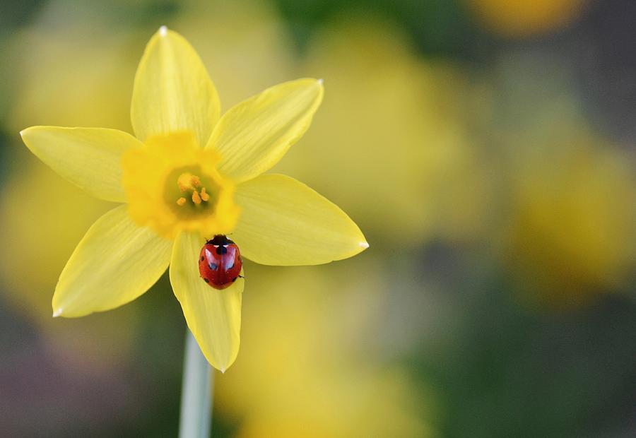 Ladybird On Daffodil Photograph by Pallab Seth