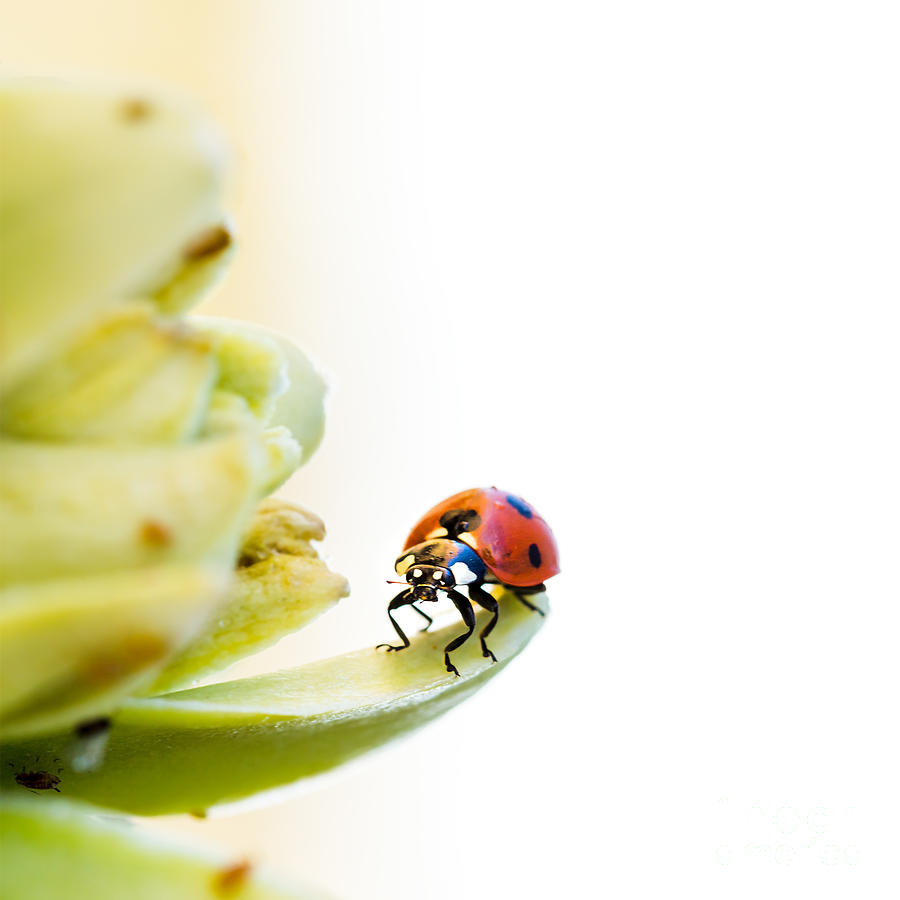 Ladybird on desert flower Photograph by Jane Rix