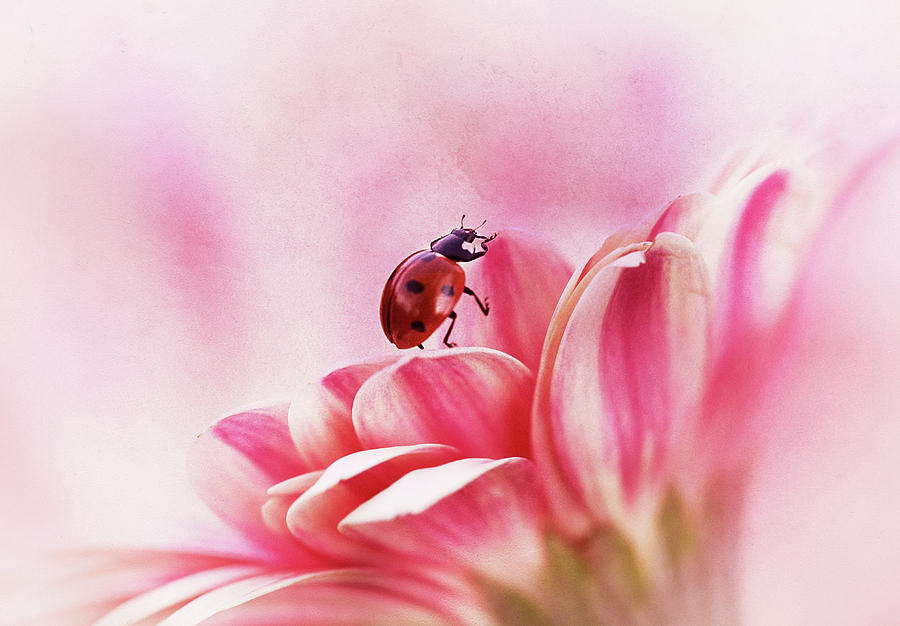 Ladybird On Gerbera Photograph by Ellen Van Deelen