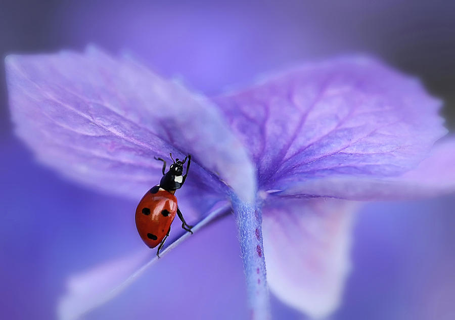 Ladybug Photograph - Ladybird On Purple Hydrangea by Ellen Van Deelen