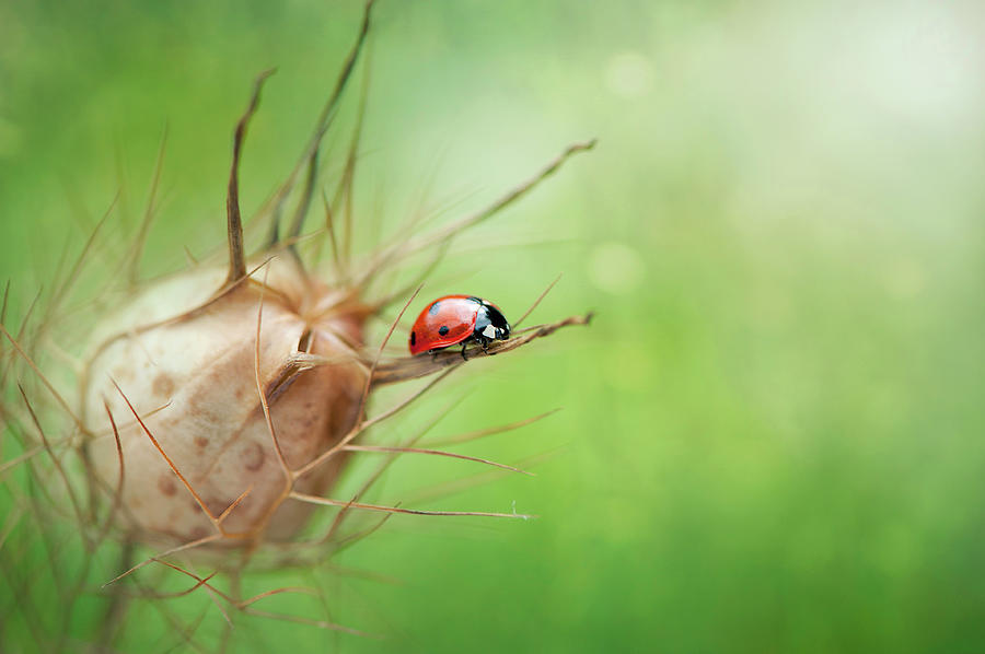 Ladybird On Seed Pod Photograph by Jacky Parker Photography