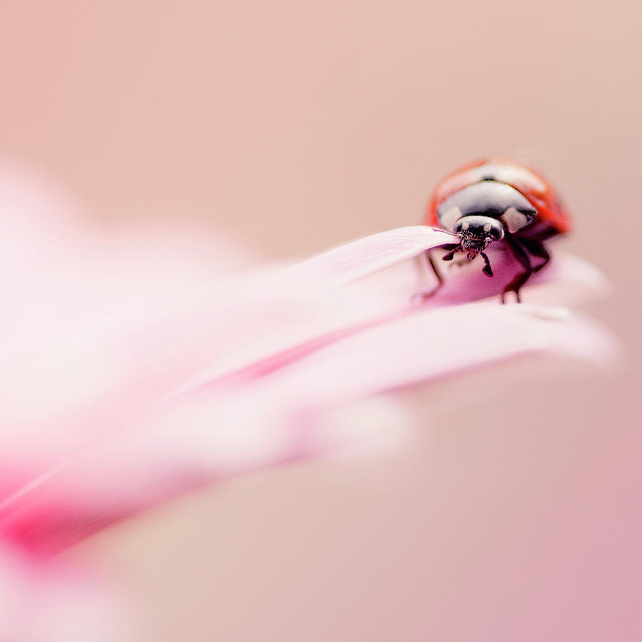 Ladybird Photograph by Samantha Nicol Art Photography