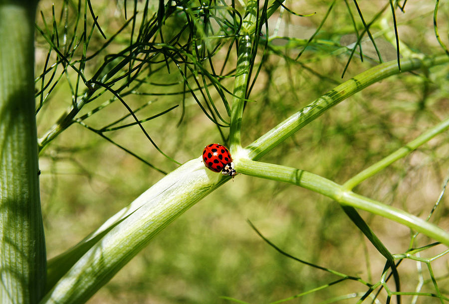 Ladybird Photograph by Steve Ball