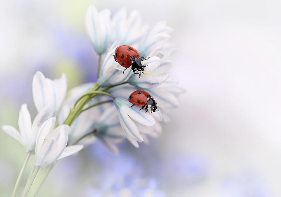 Ladybug Photograph - Ladybirds by Ellen Van Deelen