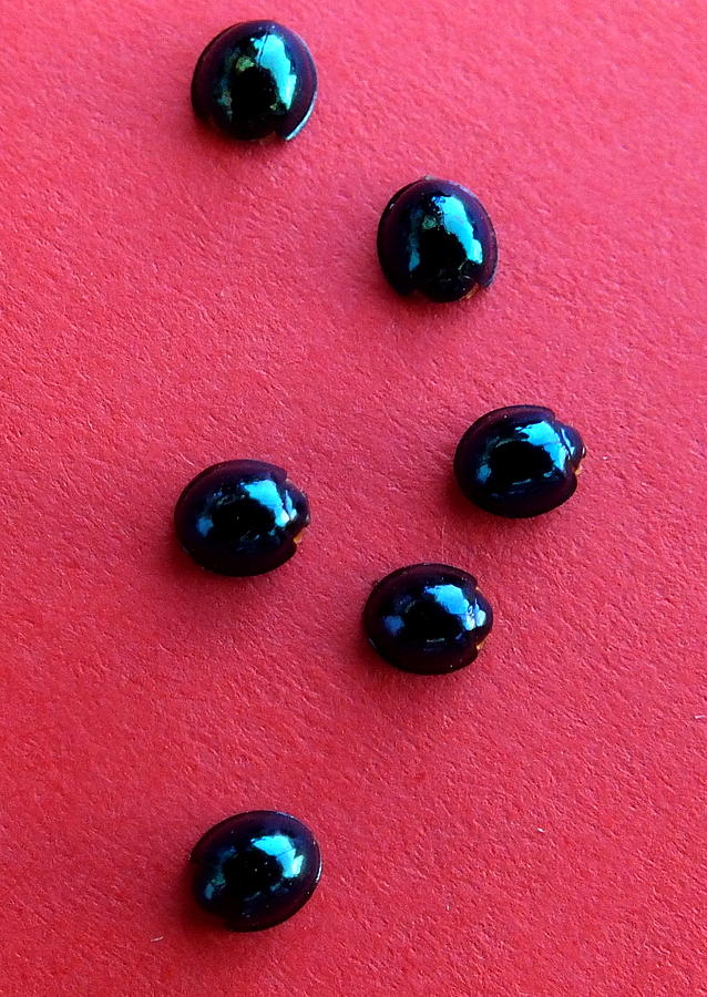 Ladybirds in formation Photograph by Guy Pettingell