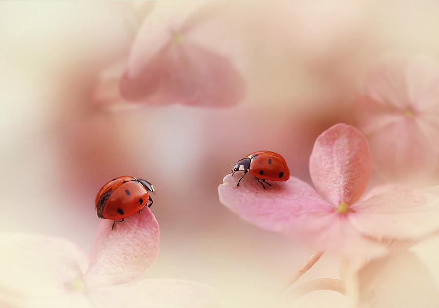 Ladybug Photograph - Ladybirds On Pink Hydrangea. by Ellen Van Deelen