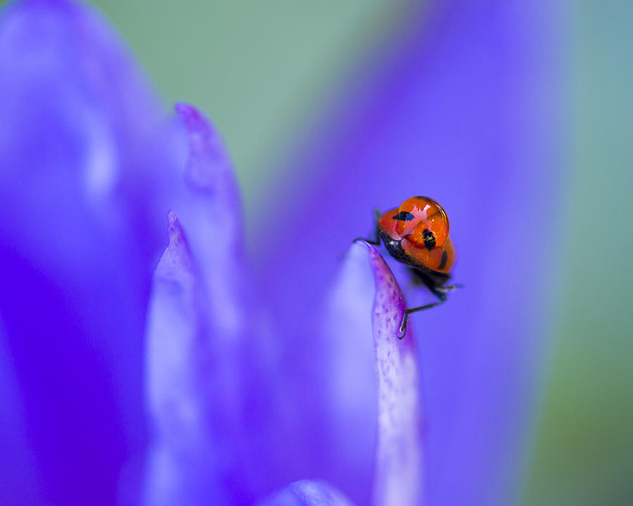 Ladybug Photograph - Ladybug Adventure 8x10 by Priya Ghose