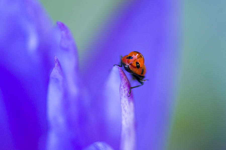 Ladybug Adventure Photograph by Priya Ghose