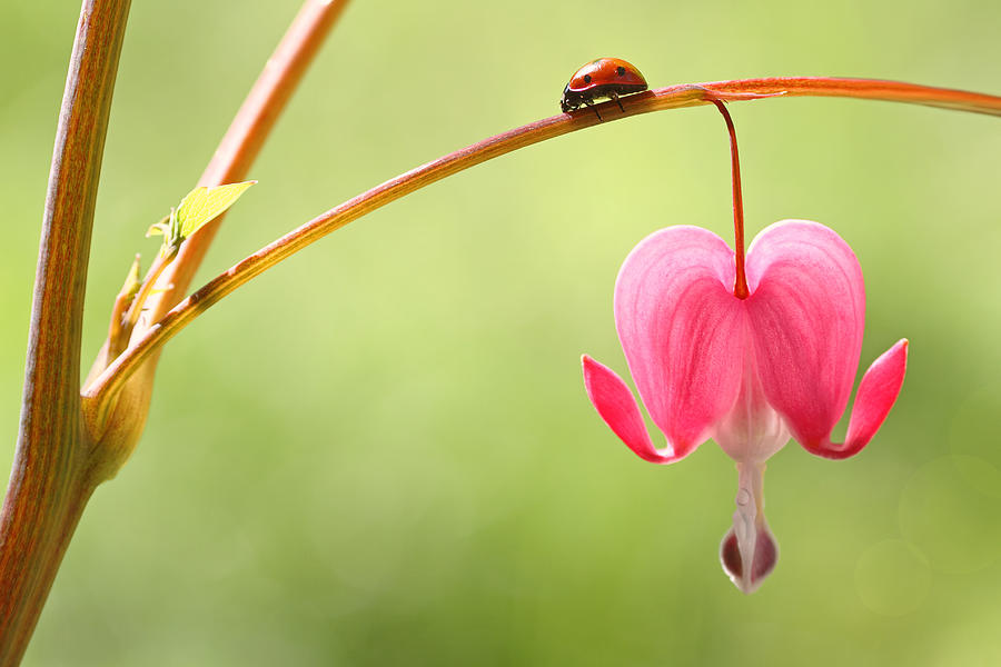 Ladybug and Bleeding Heart Flower Photograph by Peggy Collins
