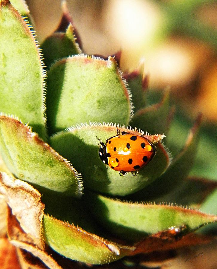 Insects Photograph - Ladybug and Chick by Chris Berry