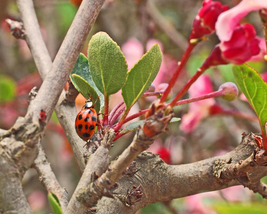 Insects Photograph - Ladybug and Crabapple by Rona Black