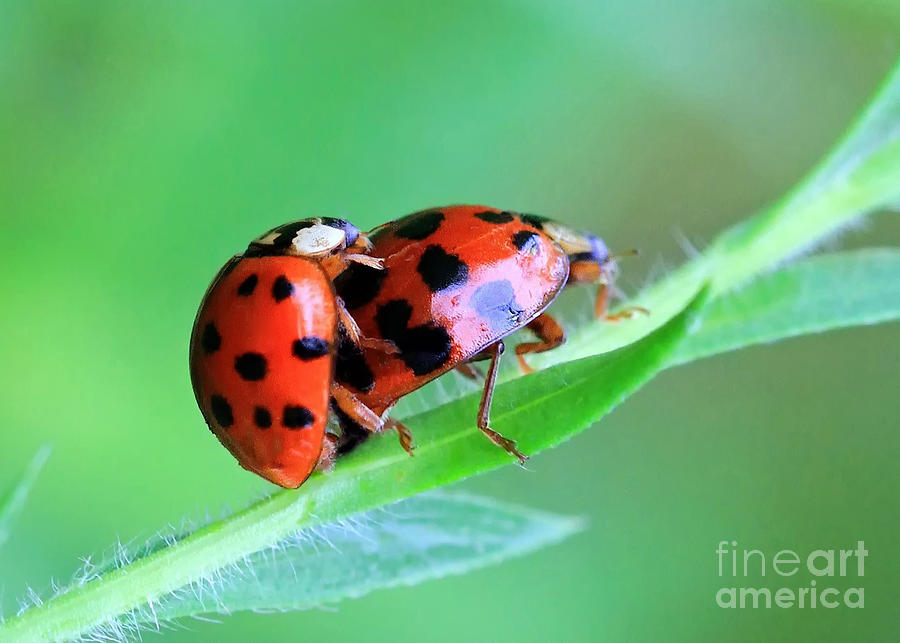 Ladybug And Gentlemanbug Photograph by Geoff Crego