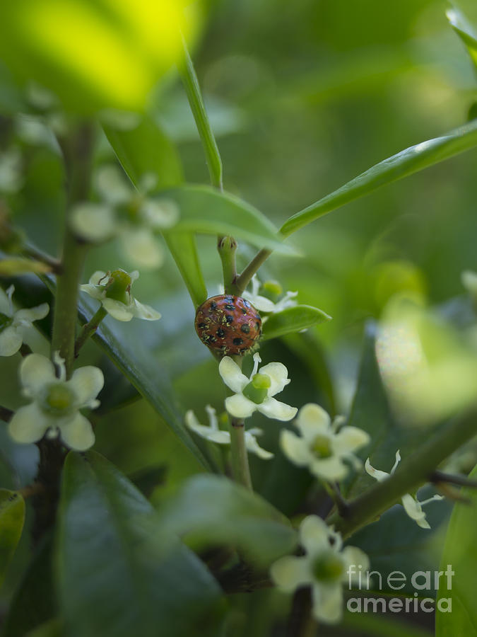 Ladybug and Holly Flowers Photograph by MM Anderson