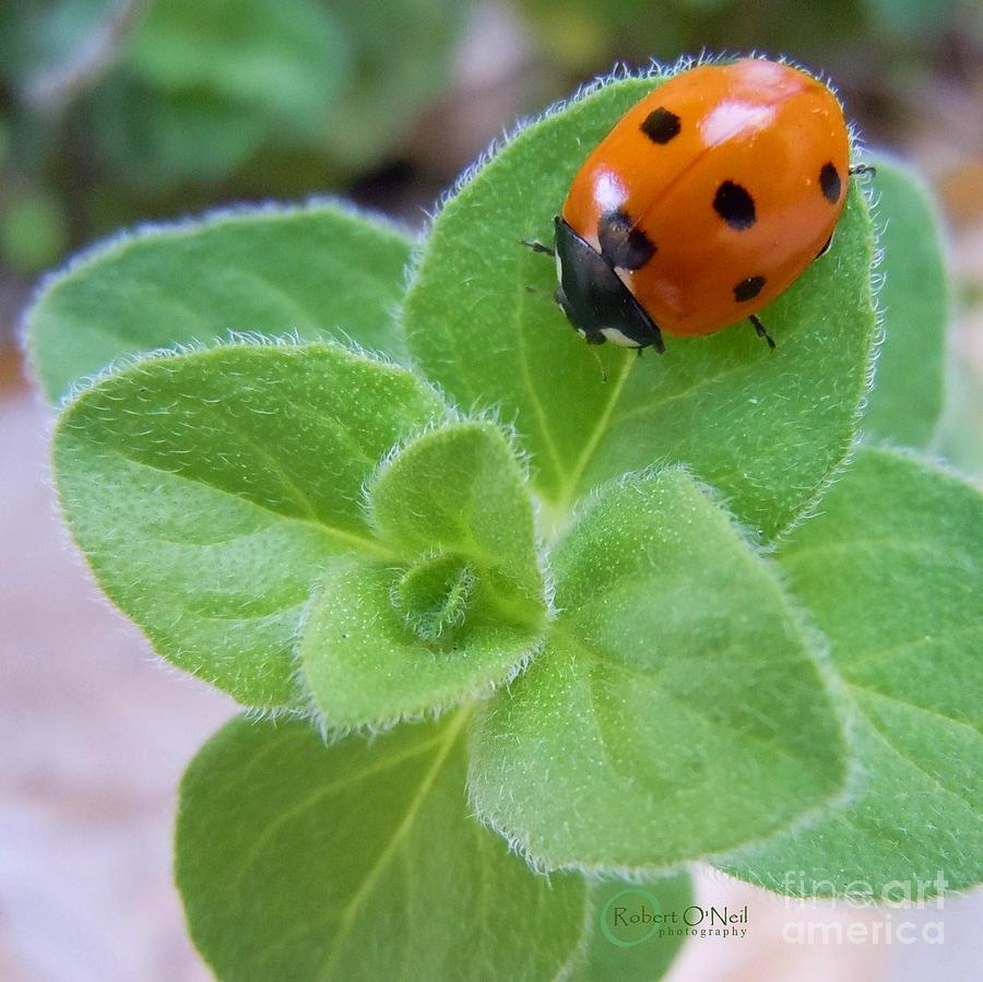 Ladybug and Oregano Photograph by Robert ONeil