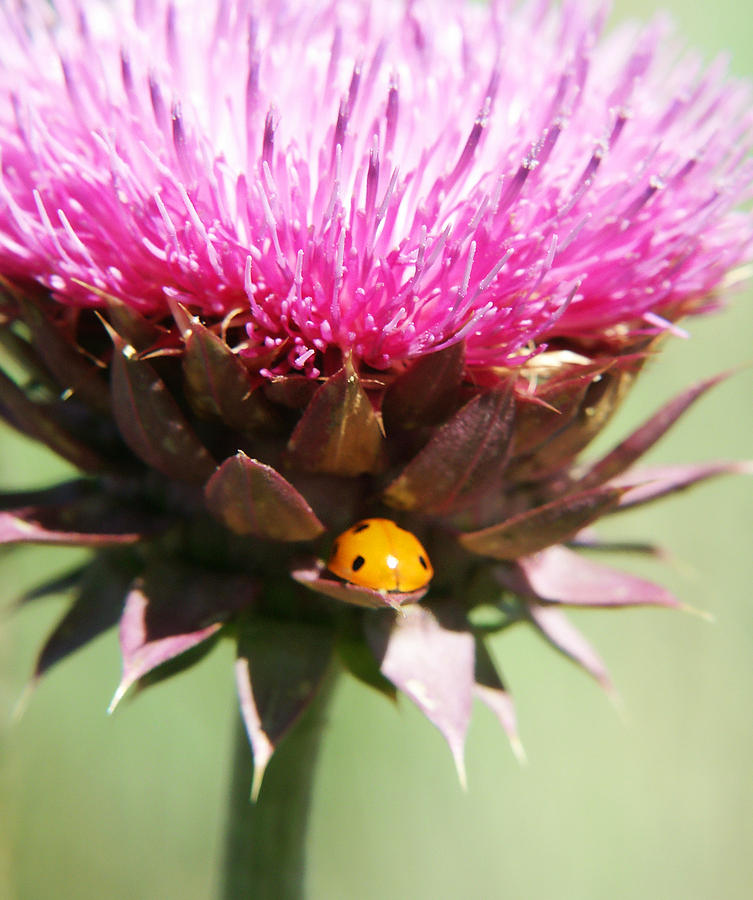 Ladybug Photograph - Ladybug and Thistle by Marilyn Hunt