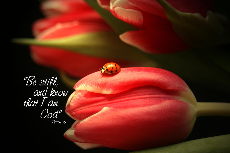 Ladybug Photograph - Ladybug and Tulip by Linda Fowler