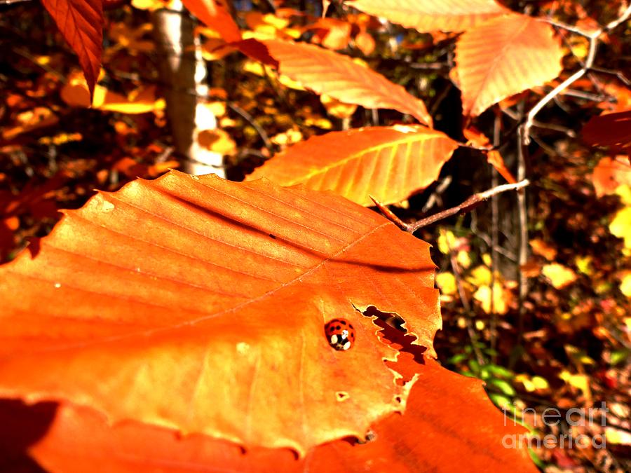 Ladybug Photograph - Ladybug at Fall by Cristina Stefan