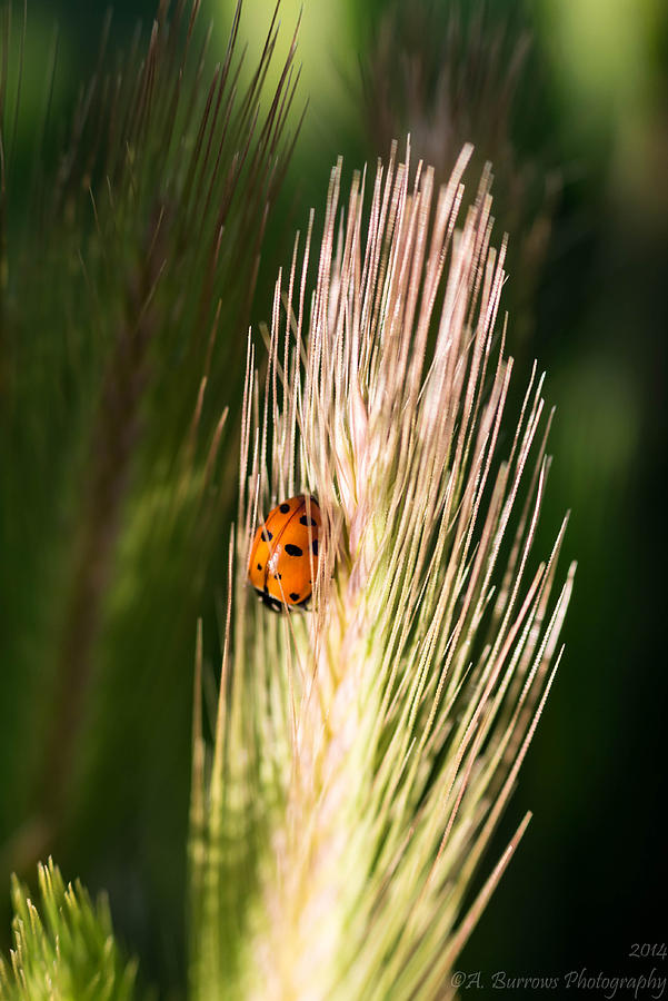Ladybug at Sunset Photograph by Aaron Burrows