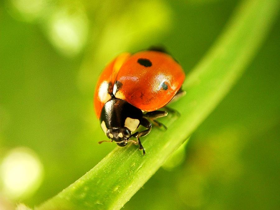 Create ecosystems, don’t destroy them