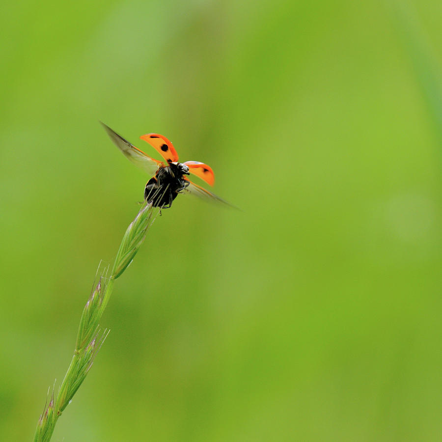 Ladybug Begins To Fly Away Photograph by Myu-myu