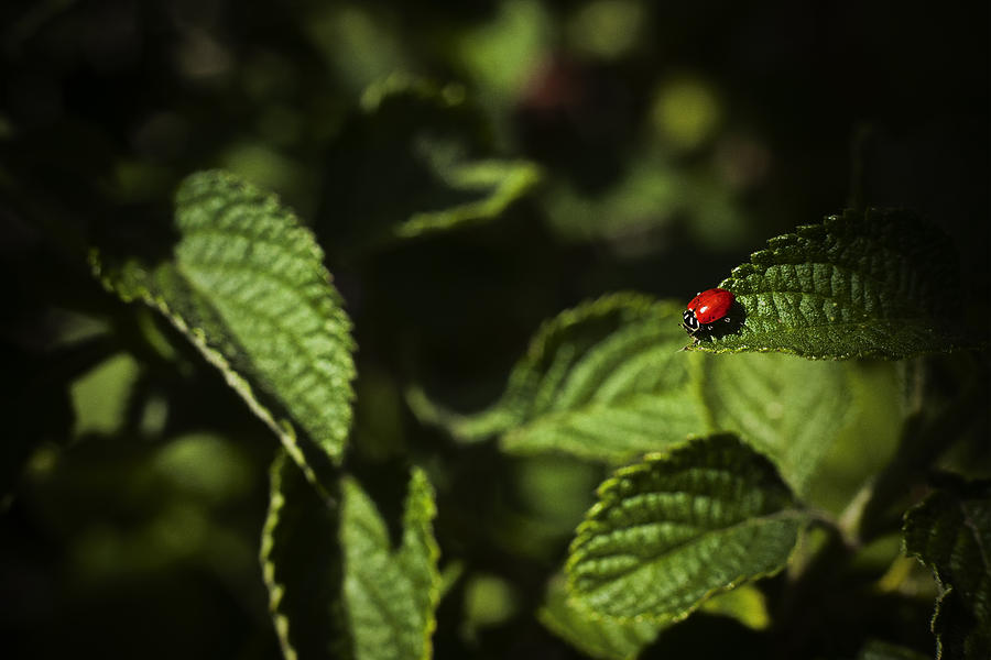 Ladybug Photograph