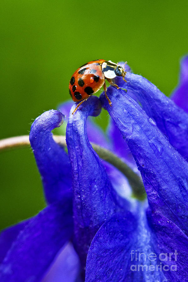 Ladybug Photograph by Carrie Cranwill