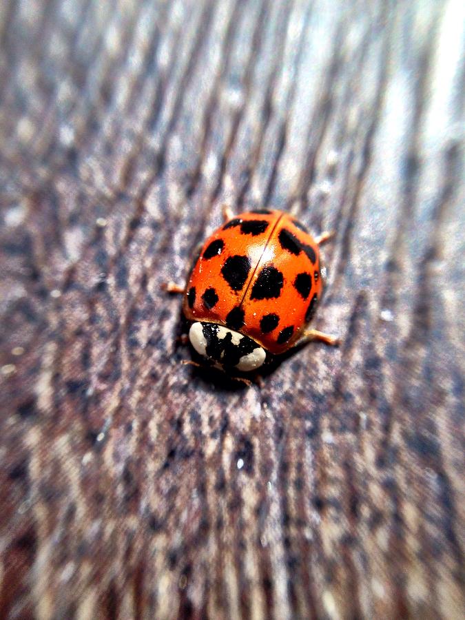 Ladybug Photograph by Chris Montcalmo