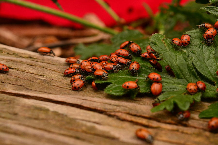 Ladybug Congregation Photograph by Rae Ann  M Garrett