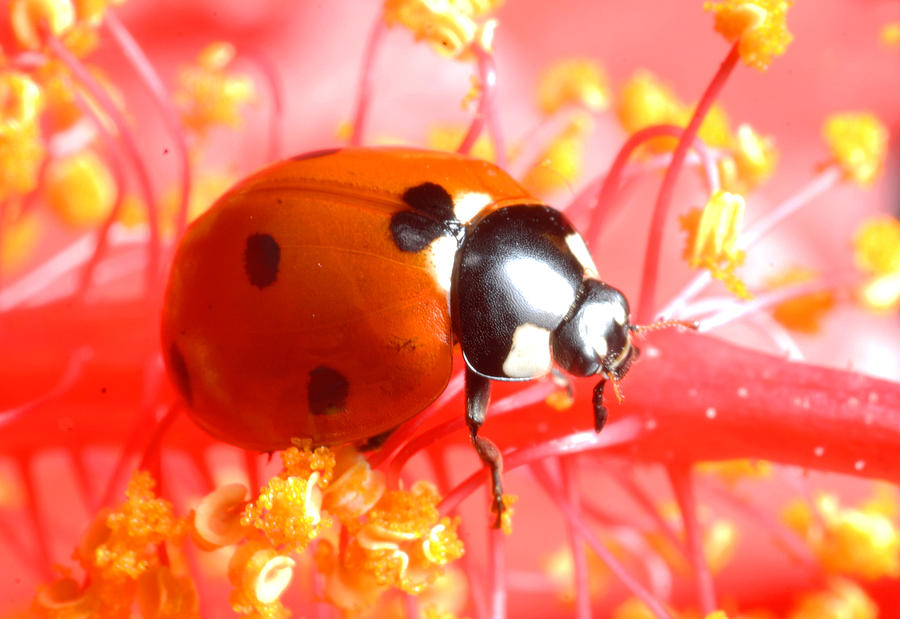 Ladybug Photograph by Dung Ma