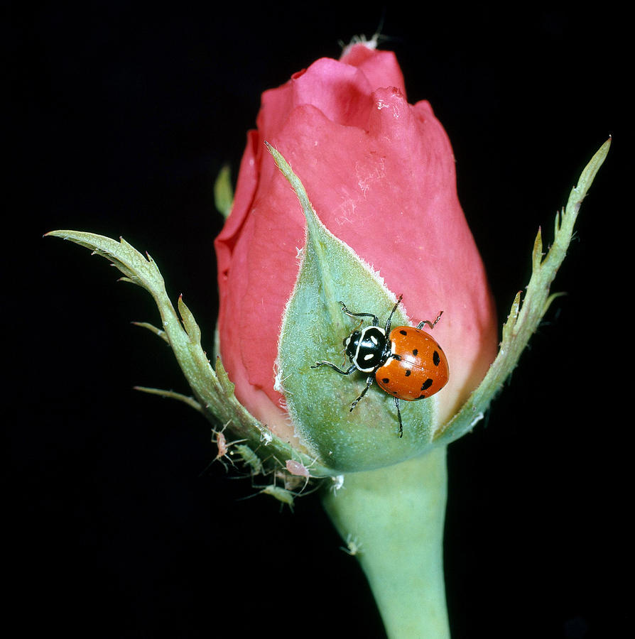 Ladybug Eating Aphids Photograph by Nicholas Smythe
