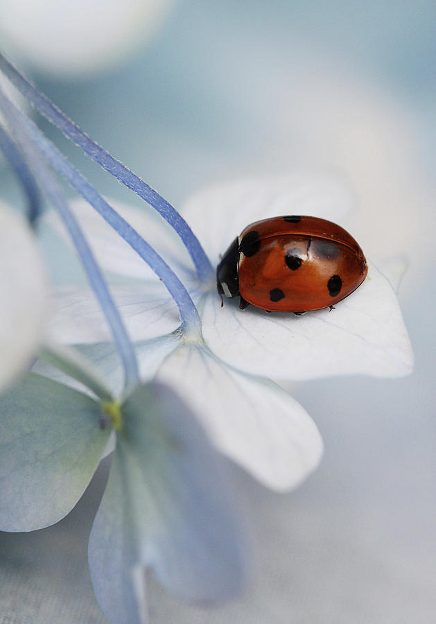 Holland Photograph - Ladybug by Ellen Van Deelen Holland Photograph - Ladybug by Ellen Van Deelen