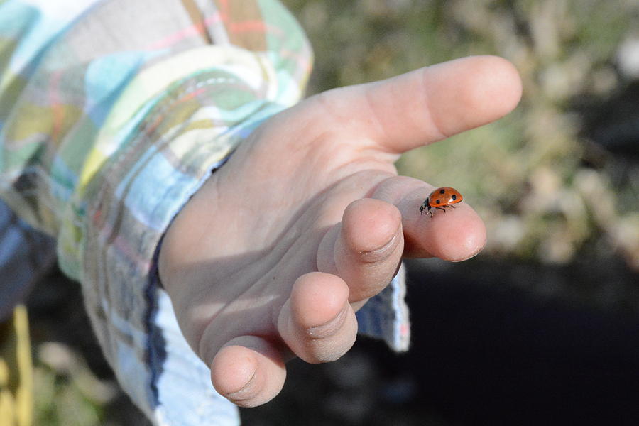 Ladybug Photograph by Ellery Russell