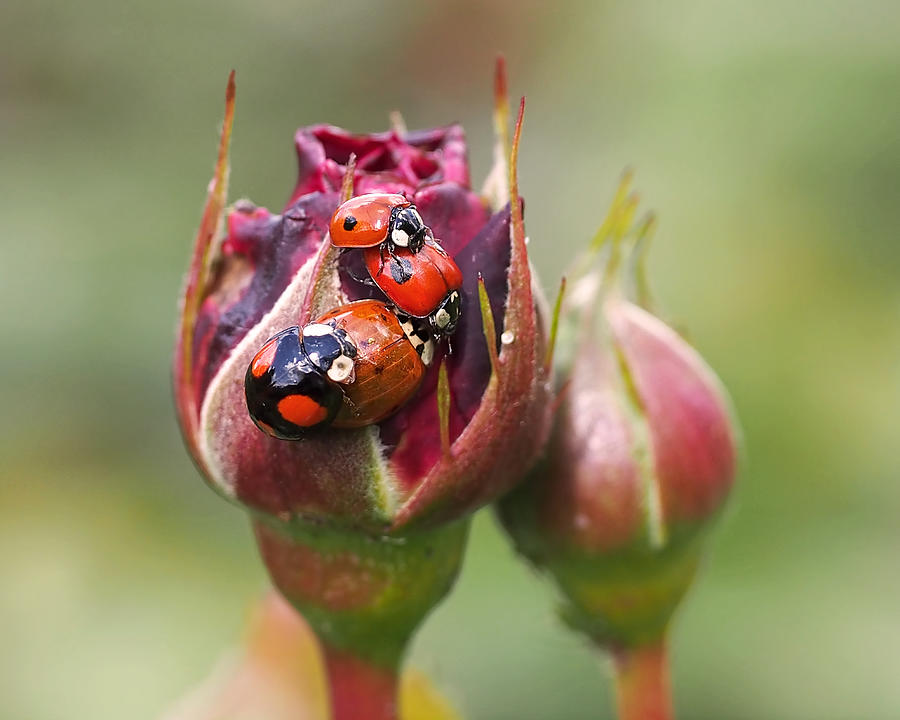 Ladybug Photograph - Ladybug Foursome by Rona Black