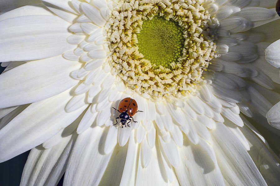 Ladybug Photograph by Garry Gay