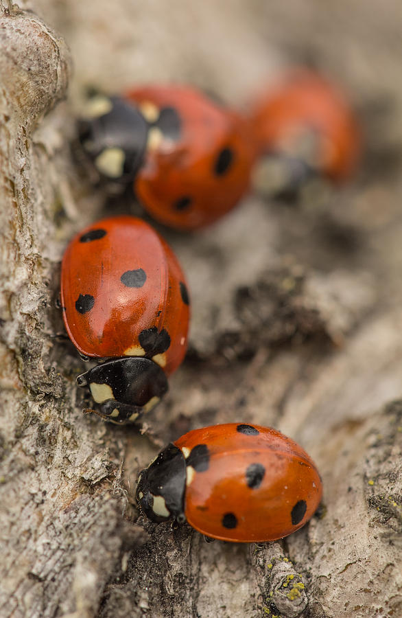 Ladybug Photograph - Ladybug Gathering by Karen Forsyth