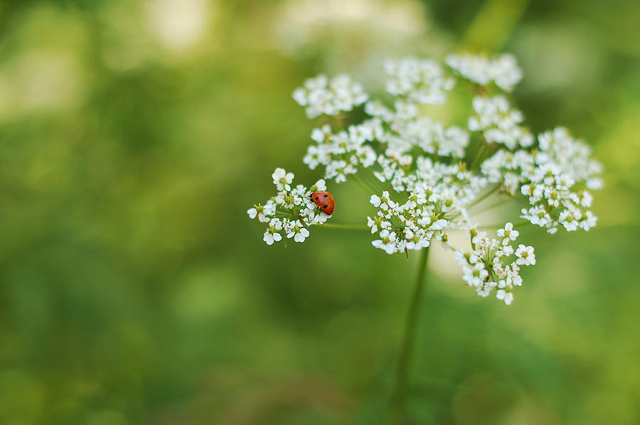 Ladybug Photograph by Gina Dsgn