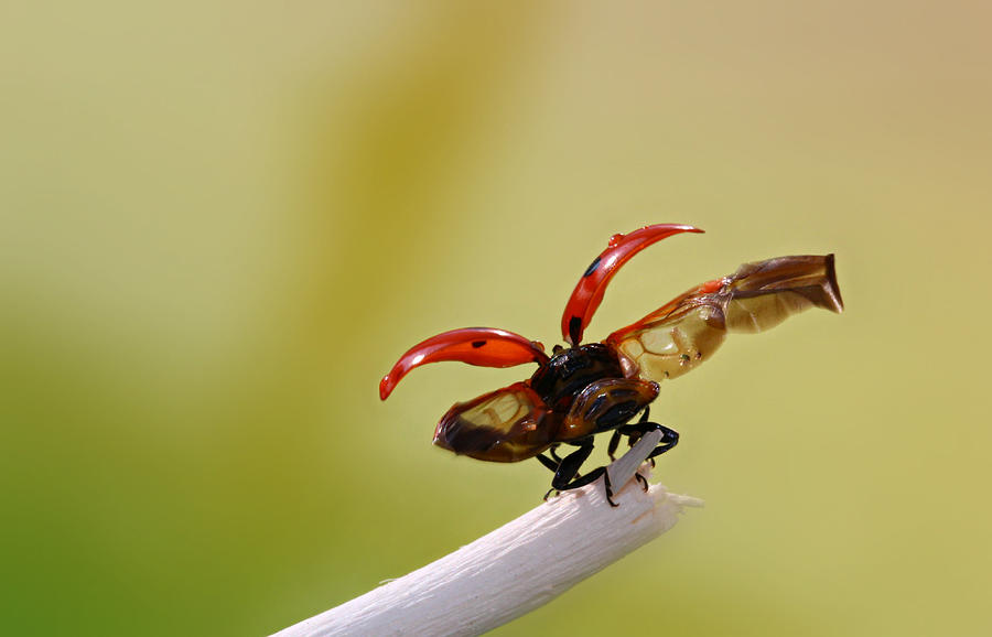 Ladybug Photograph - Ladybug by Heike Hultsch