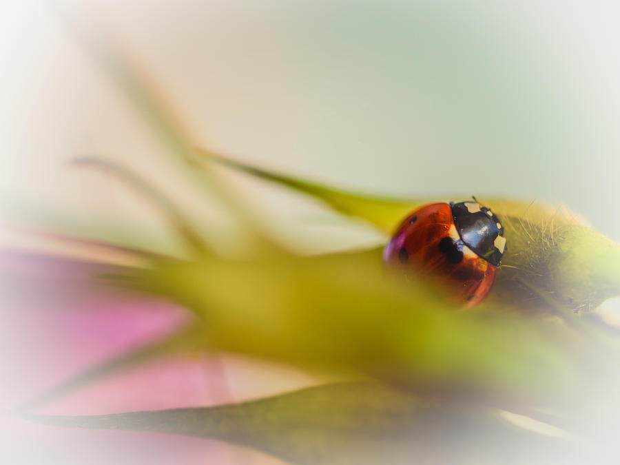 Ladybug II Photograph by Marco Oliveira