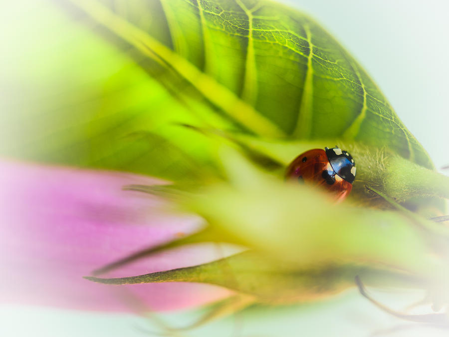 Ladybug III Photograph by Marco Oliveira