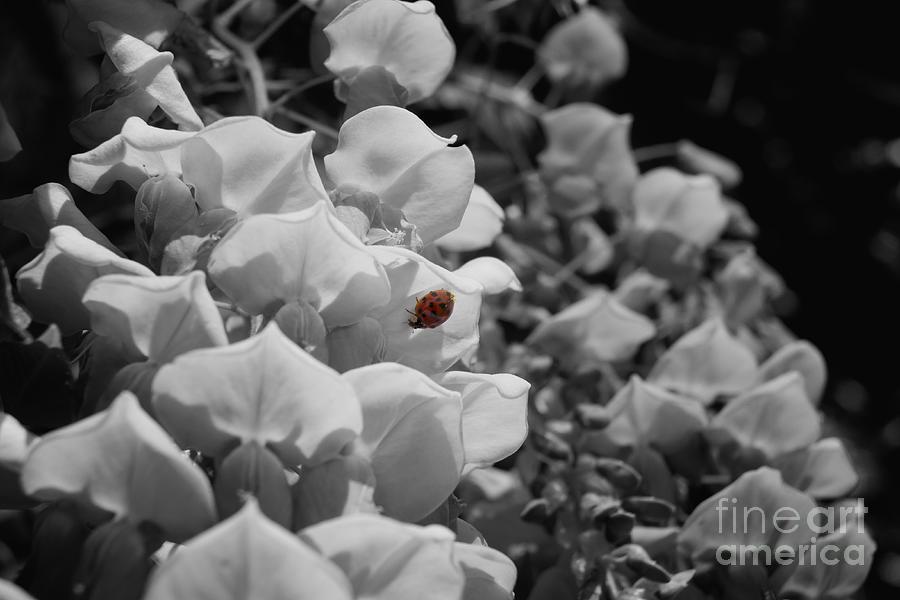 Ladybug in Color on Wisteria Blossoms Photograph by MM Anderson