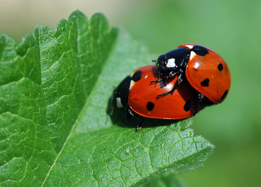Ladybug In Love Photograph by Dung Ma