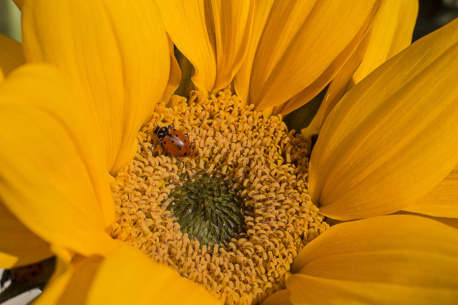 Ladybug In Sunflower Photograph by Garry Gay