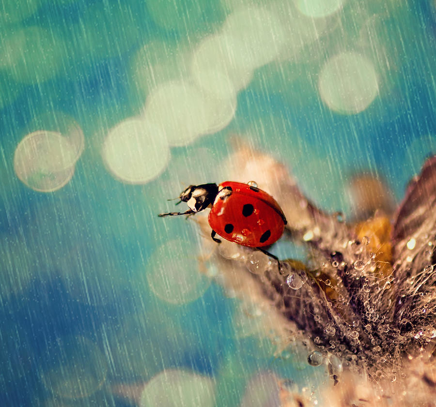 Ladybug In The Rain Photograph