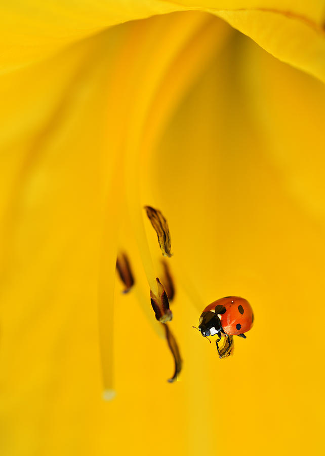 Ladybug inside yellow lillium flower Photograph by Jaroslaw Blaminsky
