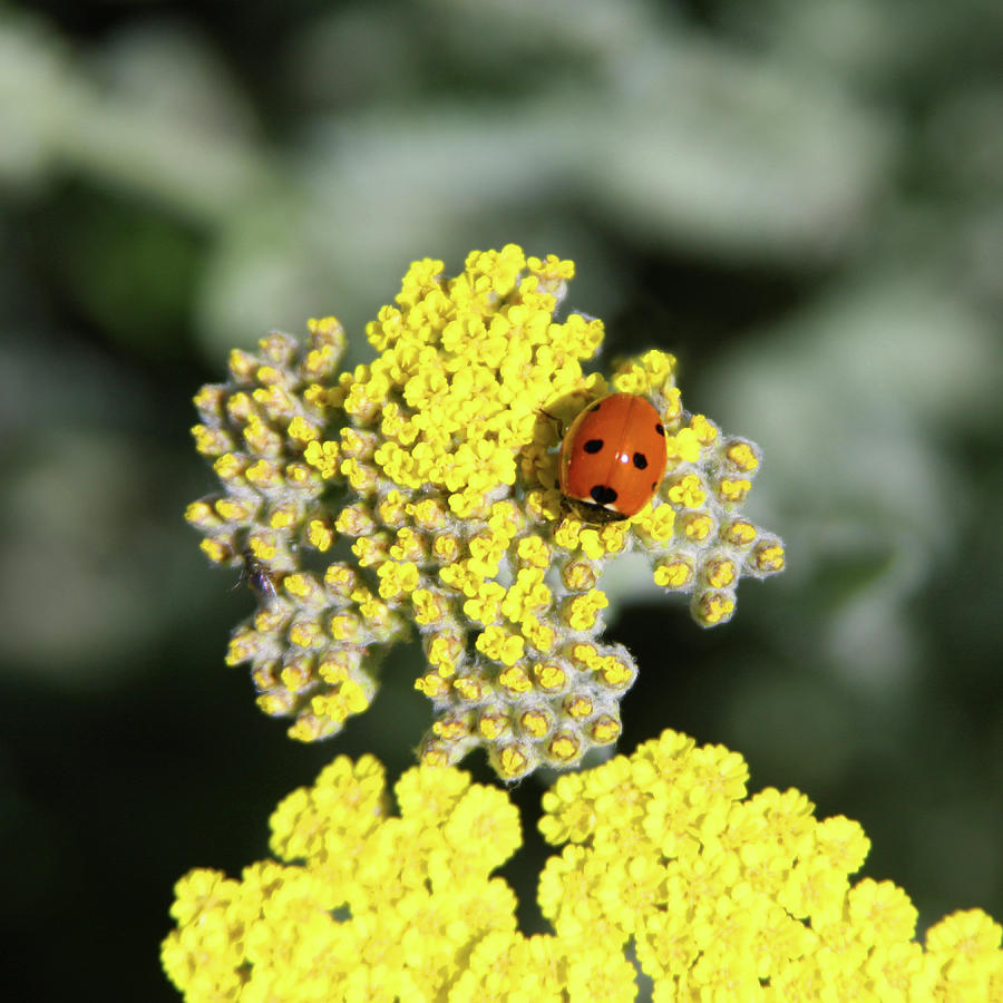 Ladybug Photograph by James Knight