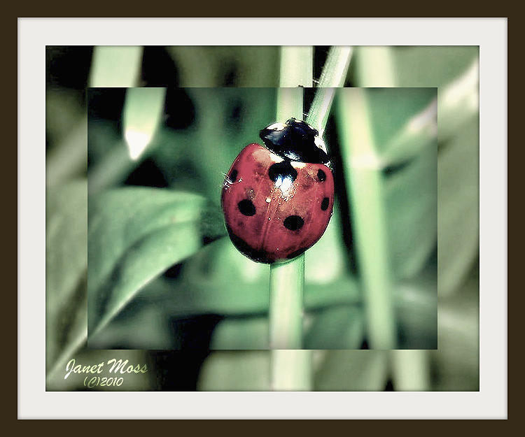 Ladybug Photograph by Janet Moss - Fine Art America