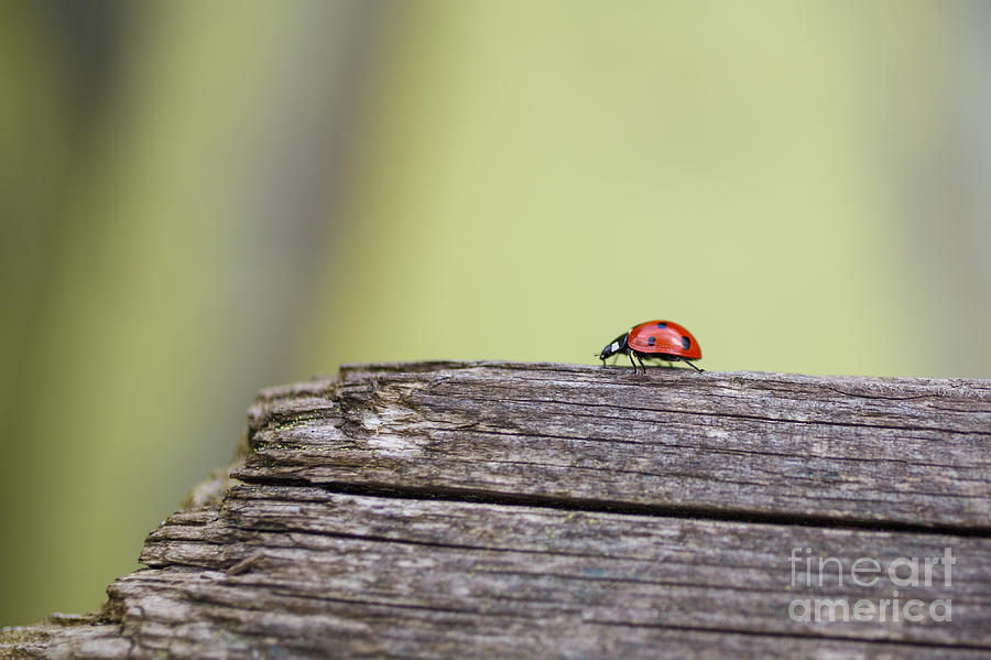 Easter Photograph - Ladybug by Jannis Werner