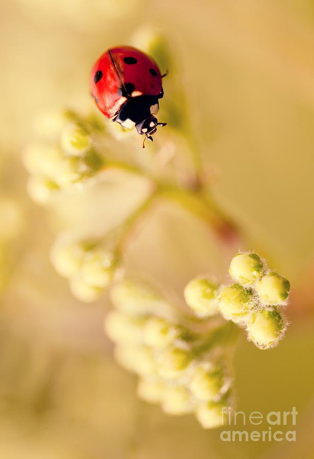 Ladybug Photograph by Jaroslaw Blaminsky