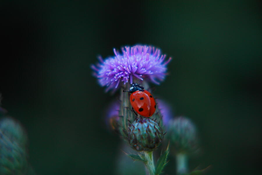 Ladybug Photograph by Jeff Swan
