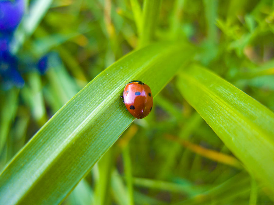 Ladybug Journey Photograph by Elaine Goss
